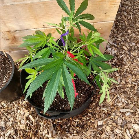 Cannatonic growlog timeline photo