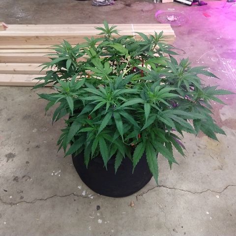 Harlequin #2 growlog timeline photo