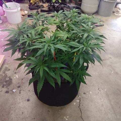 Harlequin #2 growlog timeline photo