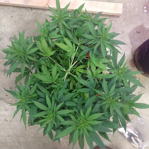 Harlequin #2 growlog timeline photo
