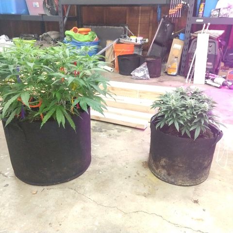Harlequin #2 growlog timeline photo