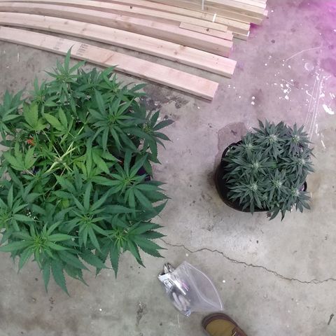 Harlequin #2 growlog timeline photo