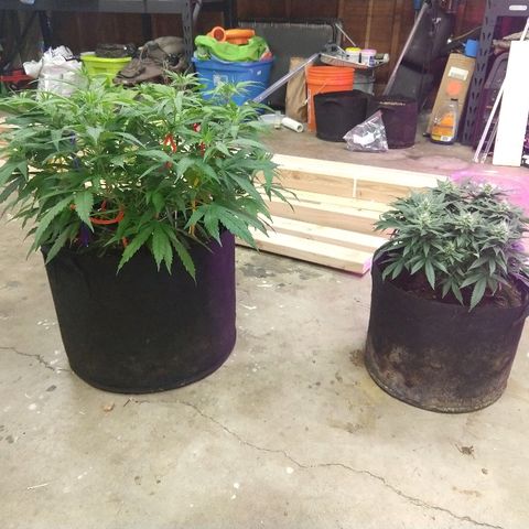 Harlequin #2 growlog timeline photo