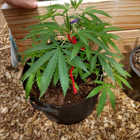 Cannatonic growlog timeline photo