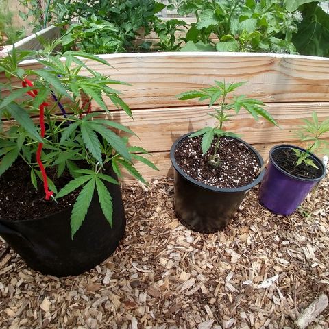 Cannatonic growlog timeline photo