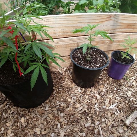 Cannatonic growlog timeline photo