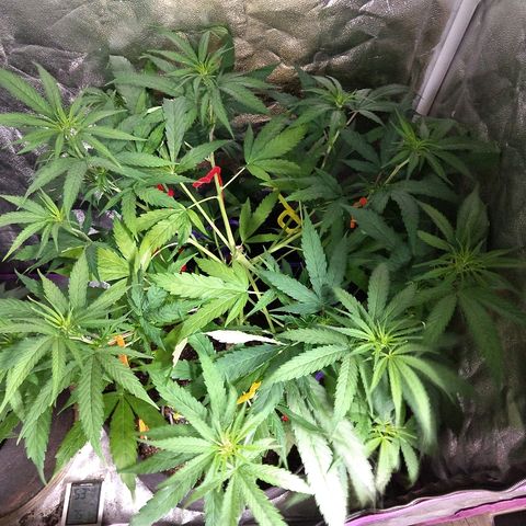 Harlequin #2 growlog timeline photo