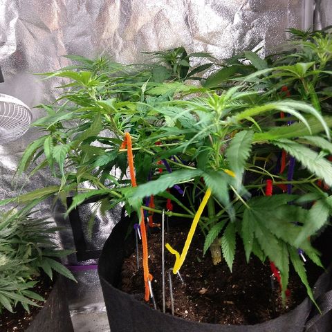 Harlequin #2 growlog timeline photo