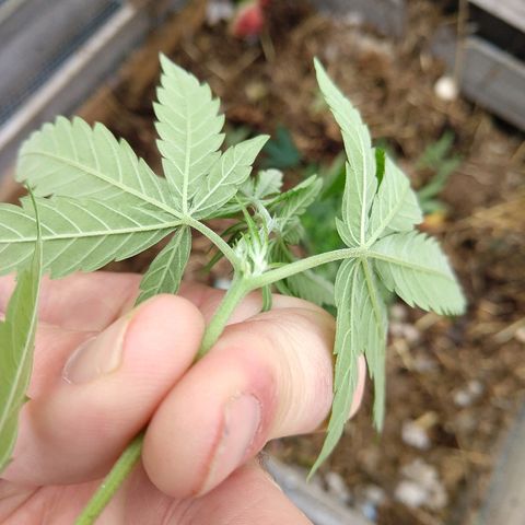 Harlequin #2 growlog timeline photo