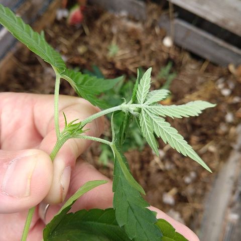 Harlequin #2 growlog timeline photo