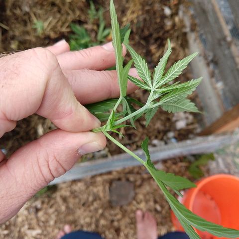 Harlequin #2 growlog timeline photo