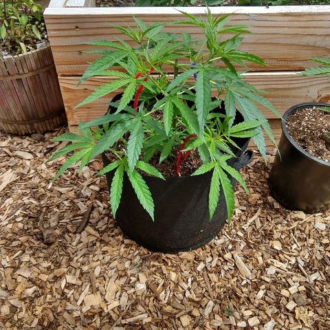 Cannatonic growlog timeline photo
