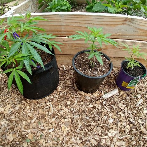 Cannatonic growlog timeline photo