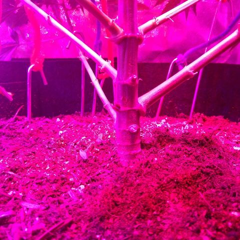 Harlequin #2 growlog timeline photo