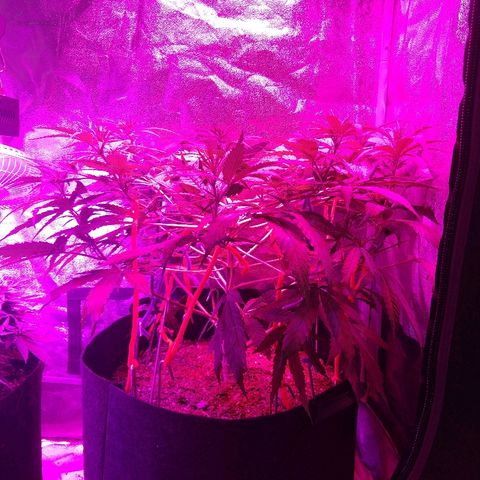Harlequin #2 growlog timeline photo