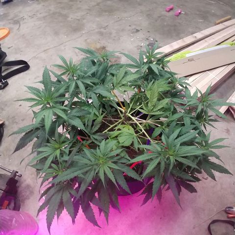 Harlequin #2 growlog timeline photo