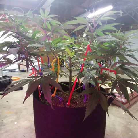 Harlequin #2 growlog timeline photo