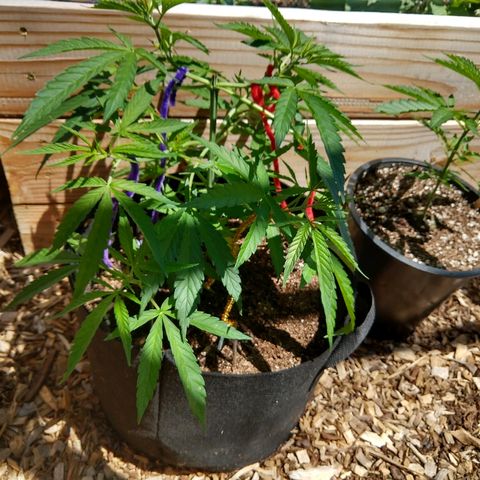 Cannatonic growlog timeline photo