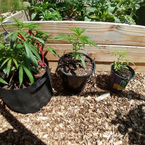 Cannatonic growlog timeline photo