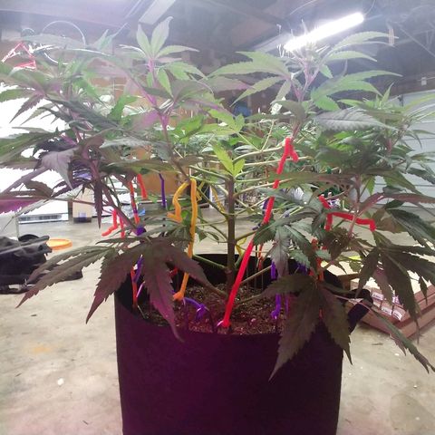 Harlequin #2 growlog timeline photo