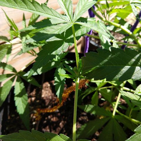 Cannatonic growlog timeline photo