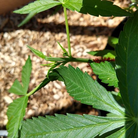 Cannatonic growlog timeline photo
