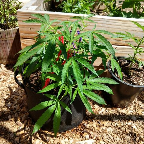 Cannatonic growlog timeline photo