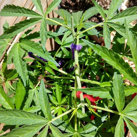 Cannatonic growlog timeline photo