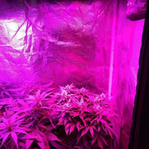 Harlequin #2 growlog timeline photo