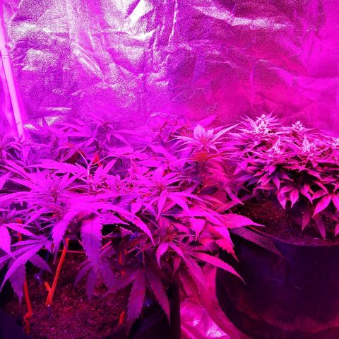 Harlequin #2 growlog timeline photo