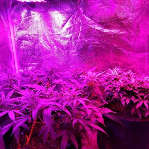 Harlequin #2 growlog timeline photo