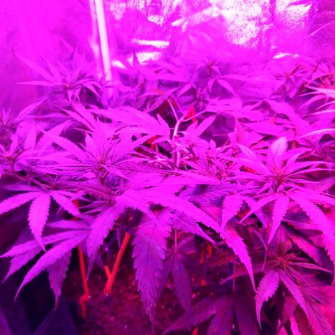Harlequin #2 growlog timeline photo