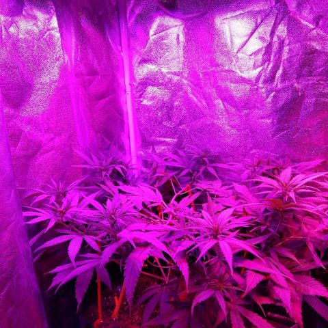 Harlequin #2 growlog timeline photo