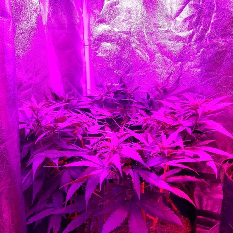 Harlequin #2 growlog timeline photo