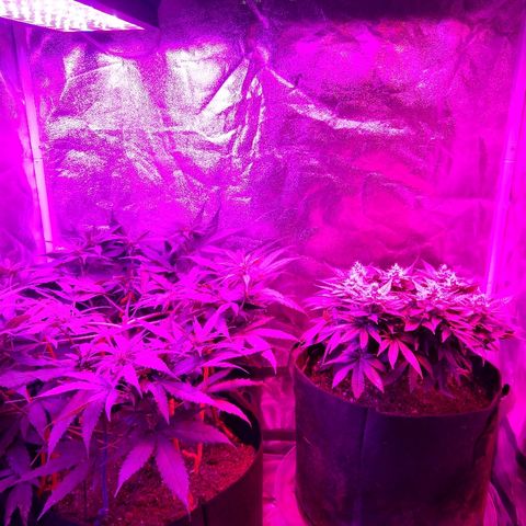 Harlequin #2 growlog timeline photo