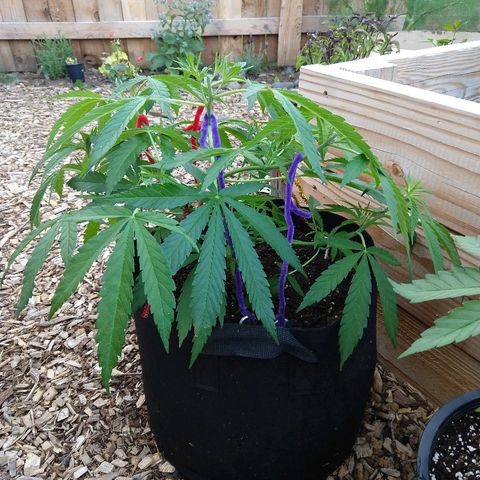 Cannatonic growlog timeline photo