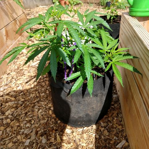 Cannatonic growlog timeline photo