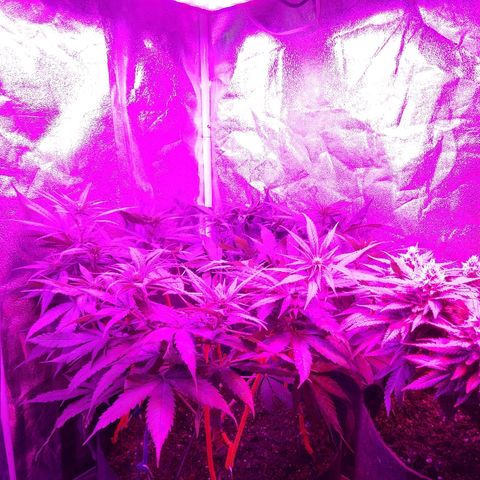 Harlequin #2 growlog timeline photo