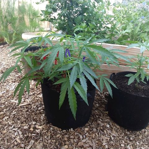 Cannatonic growlog timeline photo