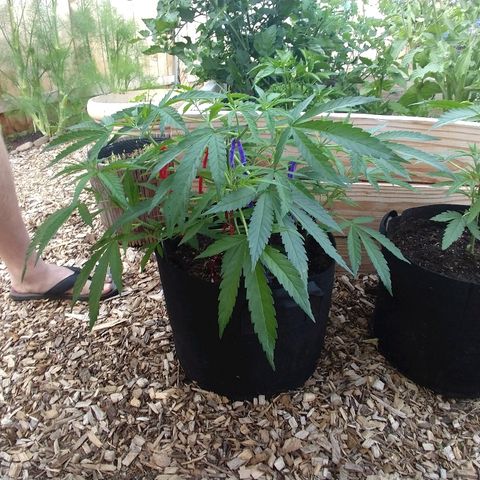 Cannatonic growlog timeline photo