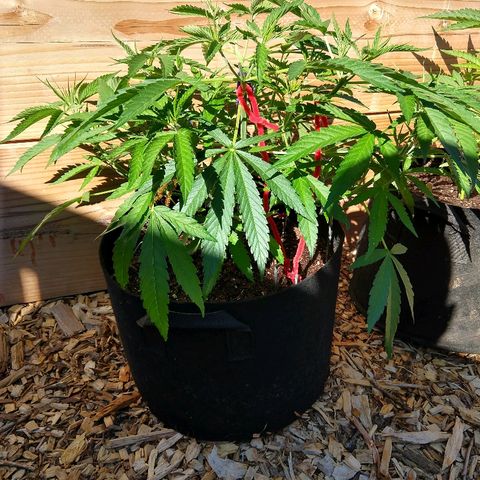 Cannatonic growlog timeline photo
