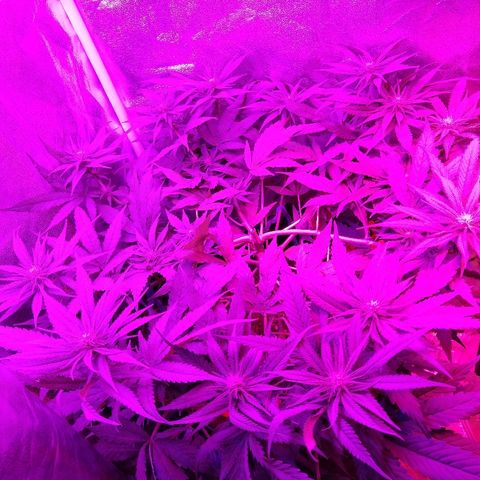Harlequin #2 growlog timeline photo