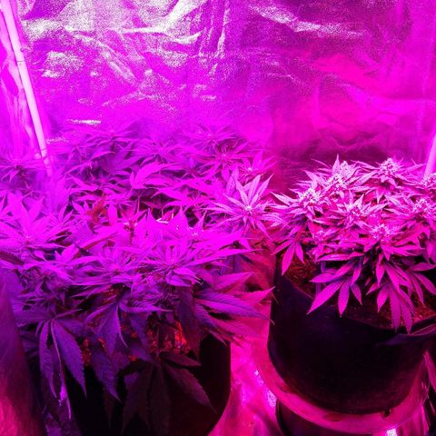 Harlequin #2 growlog timeline photo
