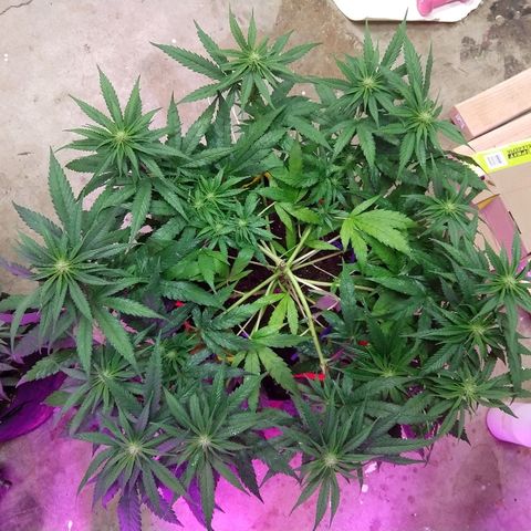 Harlequin #2 growlog timeline photo