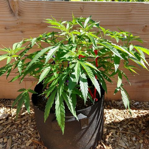 Cannatonic growlog timeline photo