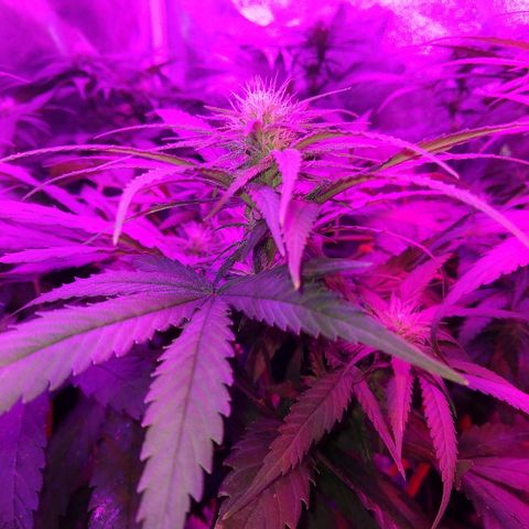 Harlequin #2 growlog timeline photo