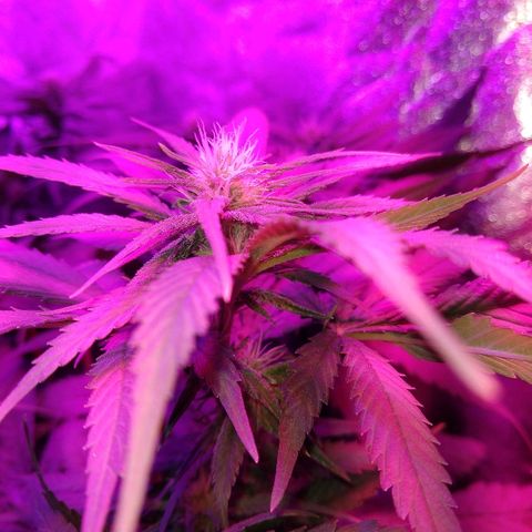 Harlequin #2 growlog timeline photo