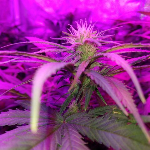 Harlequin #2 growlog timeline photo