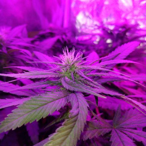 Harlequin #2 growlog timeline photo