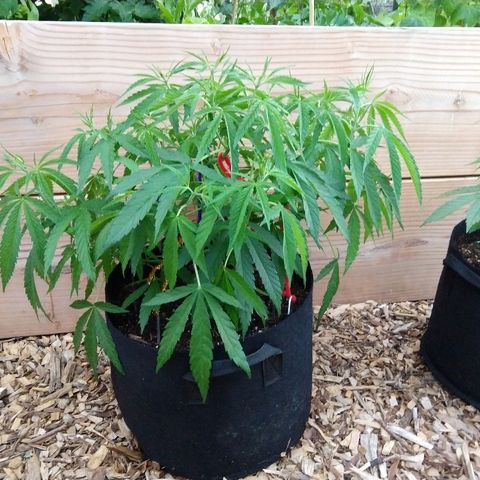 Cannatonic growlog timeline photo